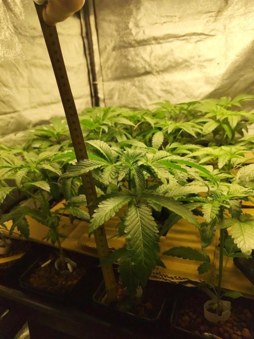 Phenohunting N1/2026 LCG x Vitamin Z. Week 8