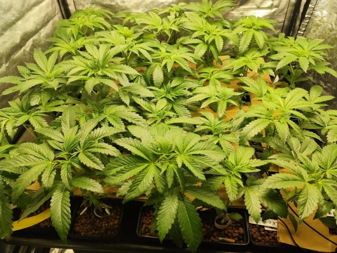 Phenohunting N1/2026 LCG x Vitamin Z. Week 8