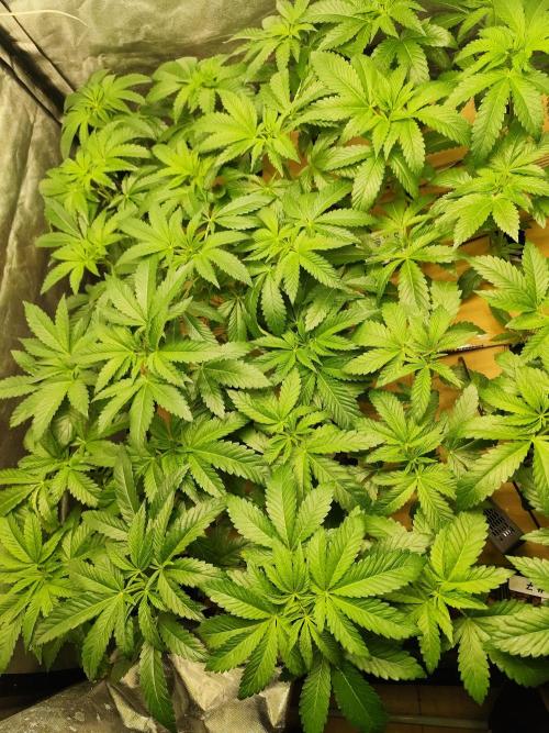 Phenohunting N1/2026 LCG x Vitamin Z. Week 8