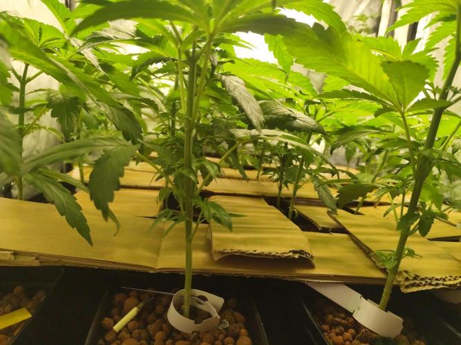 Phenohunting N1/2026 LCG x Vitamin Z. Week 8