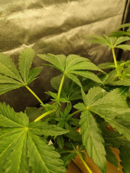 Phenohunting N1/2026 LCG x Vitamin Z. Week 8