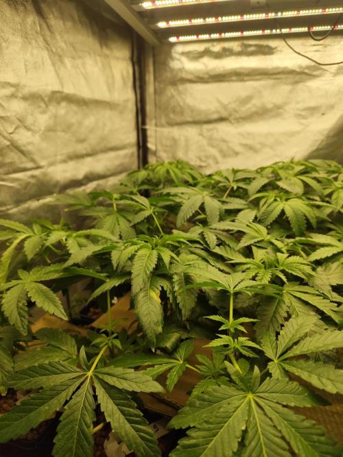 Phenohunting N1/2026 LCG x Vitamin Z. Week 8