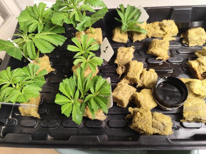 Phenohunting N1/2026 LCG x Vitamin Z. Week 8