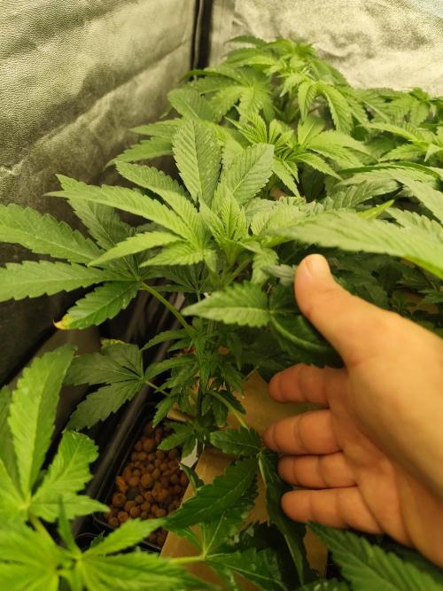 Phenohunting N1/2026 LCG x Vitamin Z. Week 8