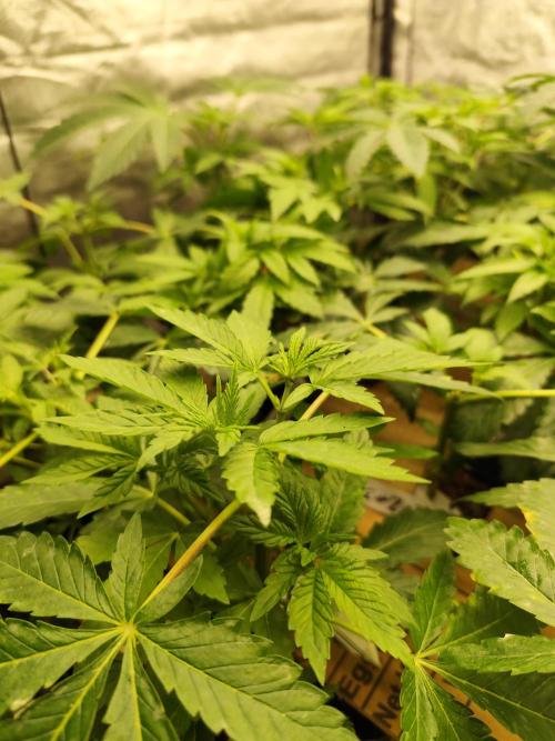 Phenohunting N1/2026 LCG x Vitamin Z. Week 8