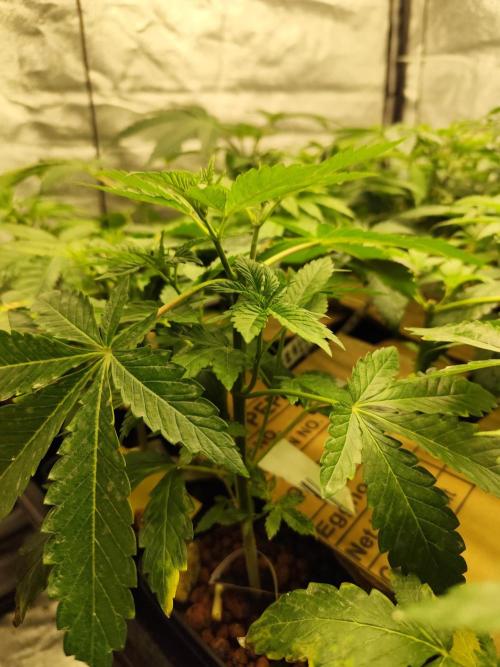 Phenohunting N1/2026 LCG x Vitamin Z. Week 8