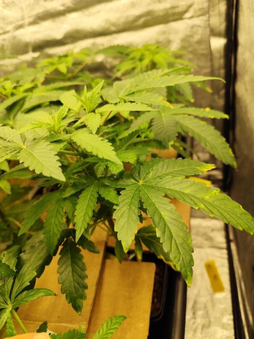 Phenohunting N1/2026 LCG x Vitamin Z. Week 8