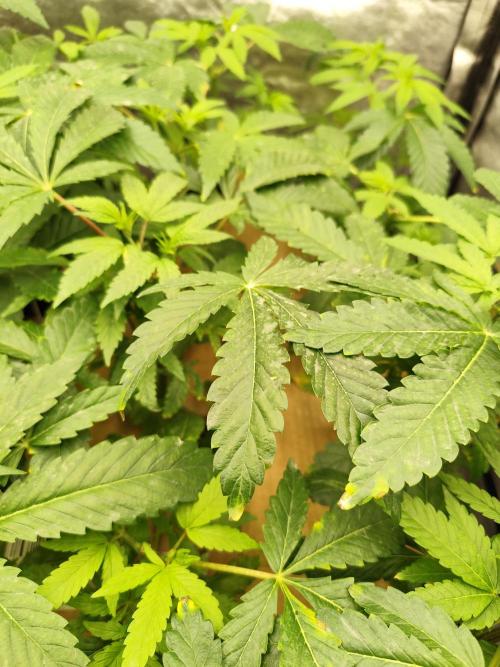 Phenohunting N1/2026 LCG x Vitamin Z. Week 8