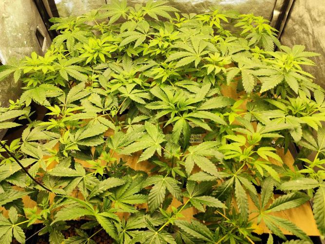 Phenohunting N1/2026 LCG x Vitamin Z. Week 8