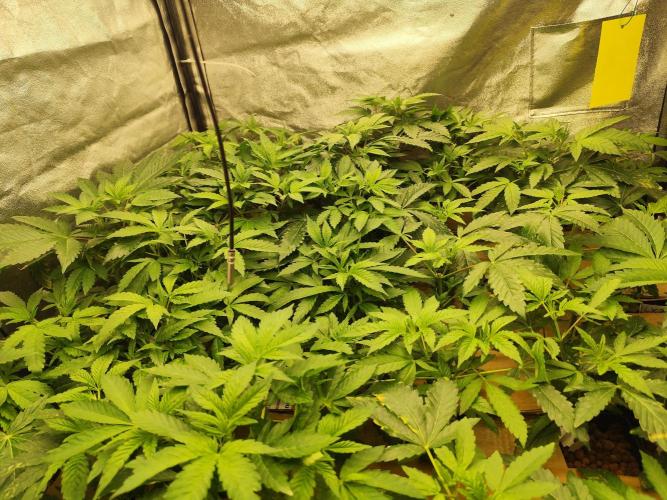 Phenohunting N1/2026 LCG x Vitamin Z. Week 9