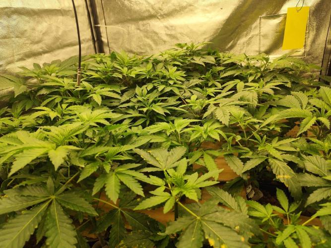 Phenohunting N1/2026 LCG x Vitamin Z. Week 9