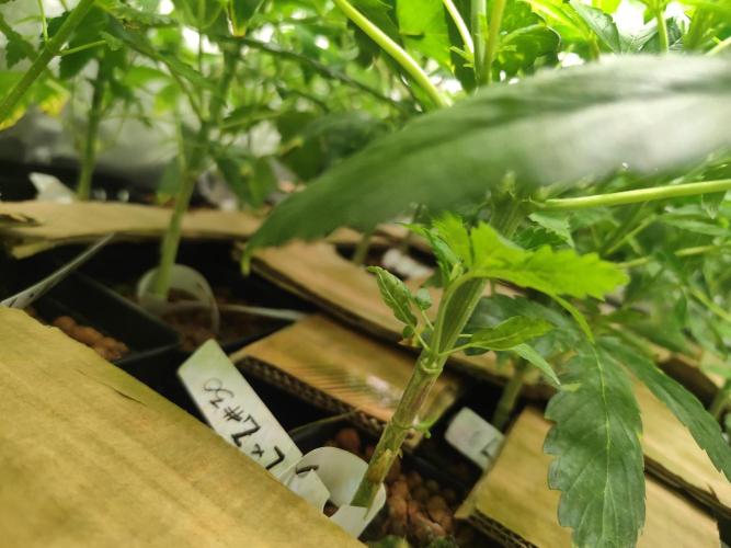 Phenohunting N1/2026 LCG x Vitamin Z. Week 9