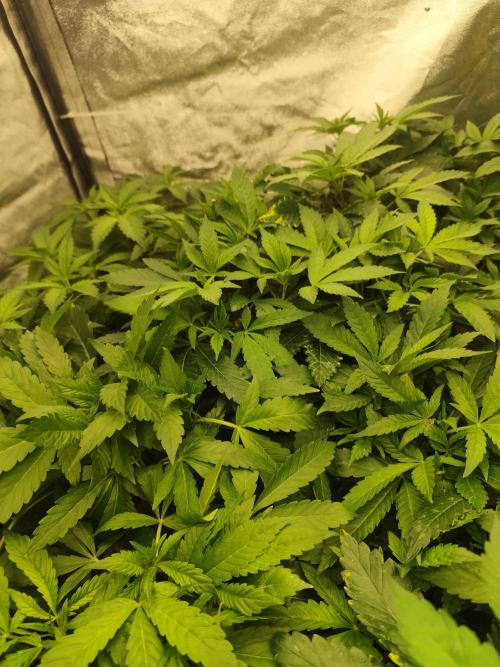 Phenohunting N1/2026 LCG x Vitamin Z. Week 9