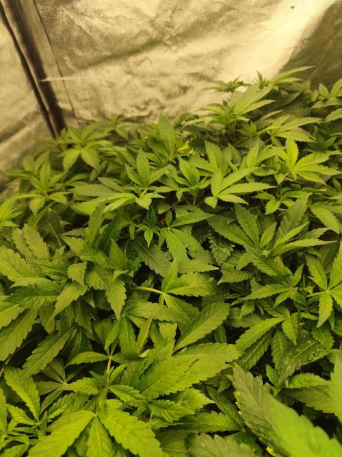 Phenohunting N1/2026 LCG x Vitamin Z. Week 9