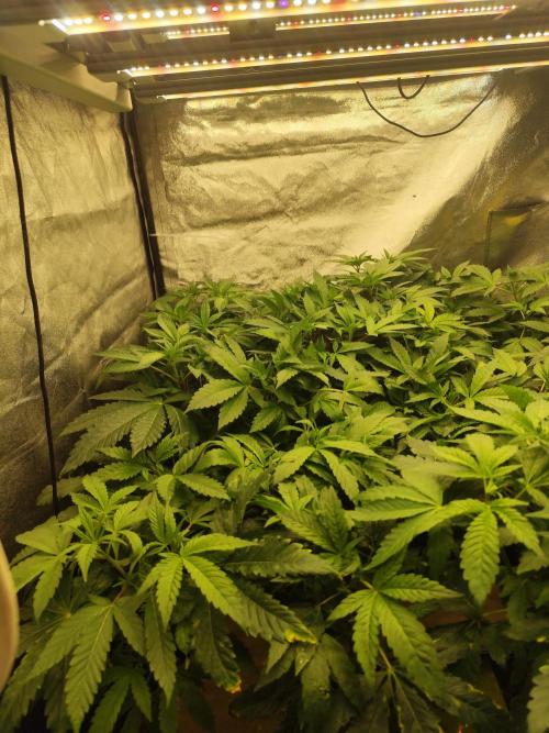 Phenohunting N1/2026 LCG x Vitamin Z. Week 9