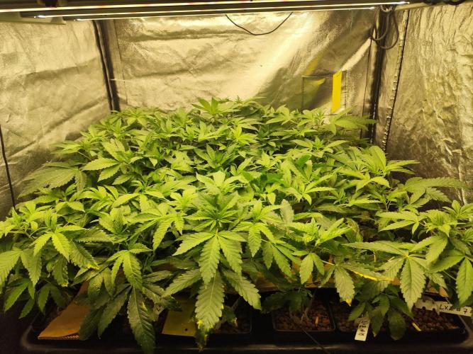 Phenohunting N1/2026 LCG x Vitamin Z. Week 9