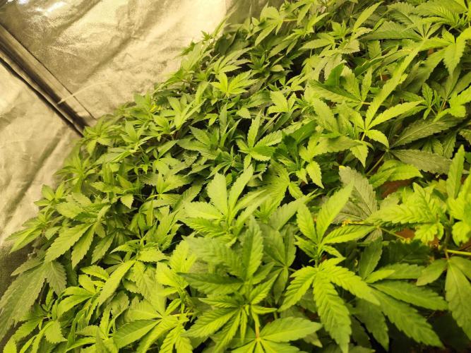 Phenohunting N1/2026 LCG x Vitamin Z. Week 9