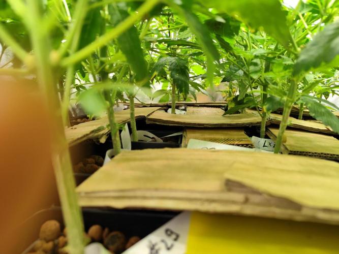 Phenohunting N1/2026 LCG x Vitamin Z. Week 9