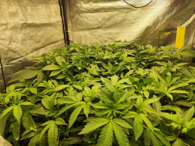 Phenohunting N1/2026 LCG x Vitamin Z. Week 9