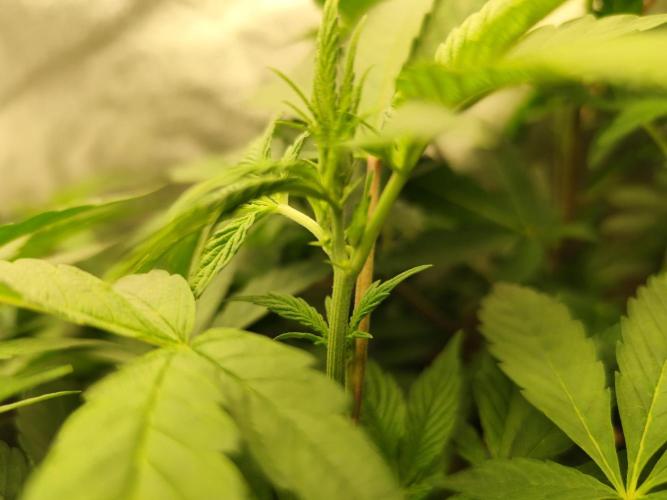 Phenohunting N1/2026 LCG x Vitamin Z. Week 9