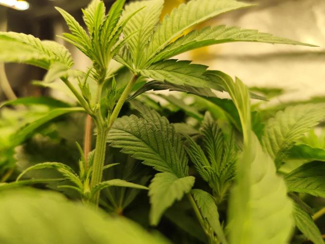 Phenohunting N1/2026 LCG x Vitamin Z. Week 9