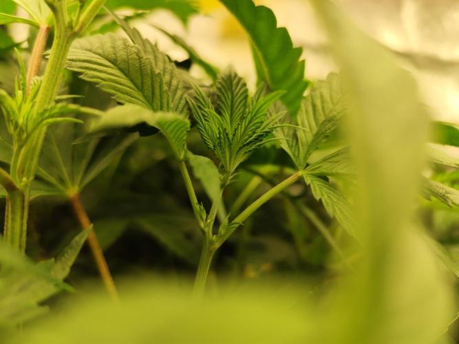 Phenohunting N1/2026 LCG x Vitamin Z. Week 9