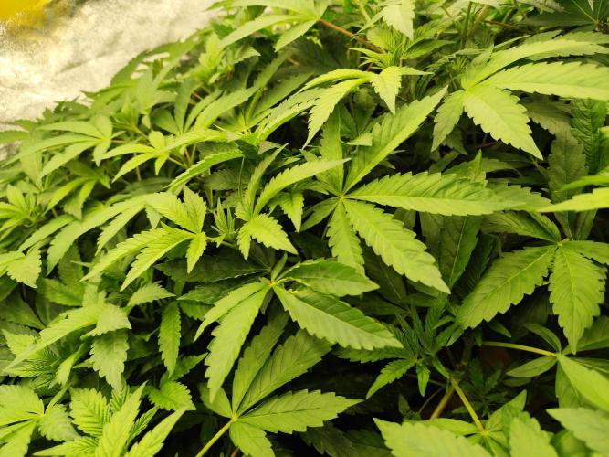 Phenohunting N1/2026 LCG x Vitamin Z. Week 9