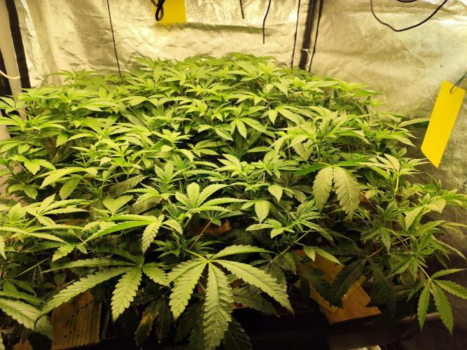 Phenohunting N1/2026 LCG x Vitamin Z. Week 9