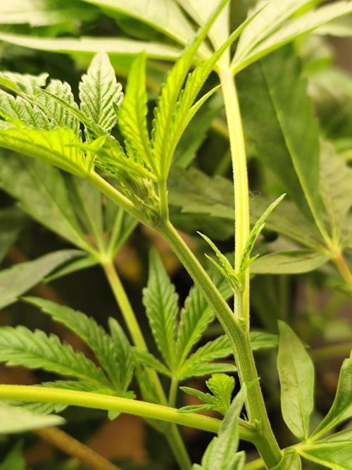 Phenohunting N1/2026 LCG x Vitamin Z. Week 9