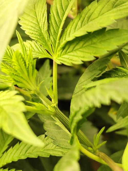 Phenohunting N1/2026 LCG x Vitamin Z. Week 9