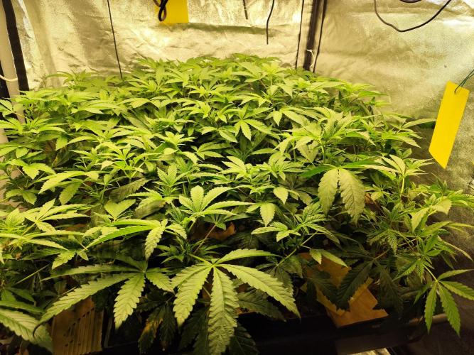 Phenohunting N1/2026 LCG x Vitamin Z. Week 9
