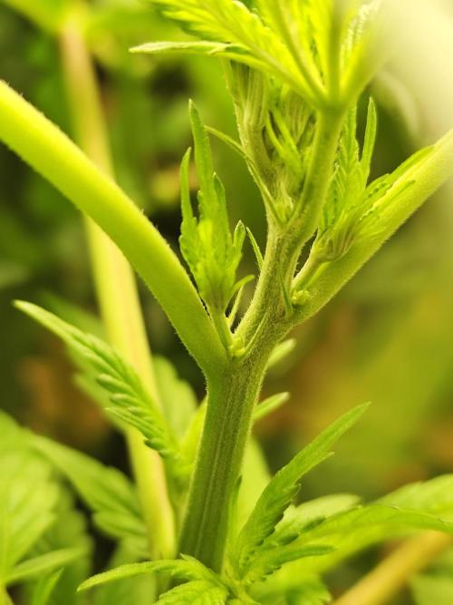 Phenohunting N1/2026 LCG x Vitamin Z. Week 9