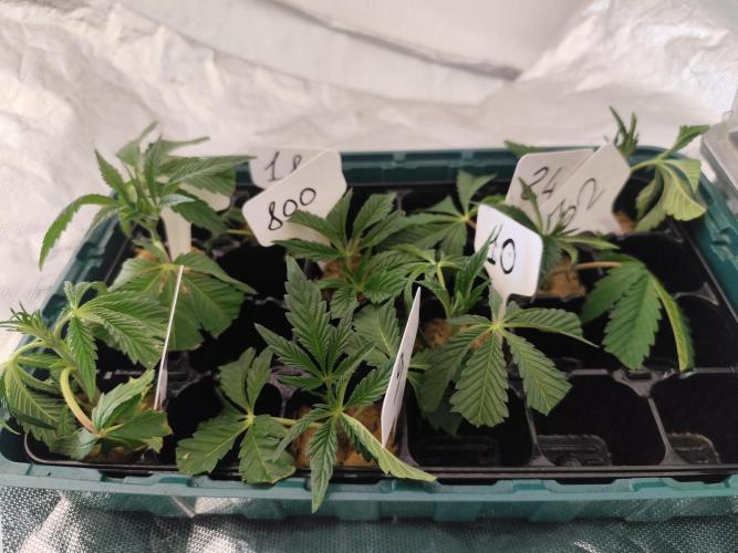 Phenohunting N1/2026 LCG x Vitamin Z. Week 9