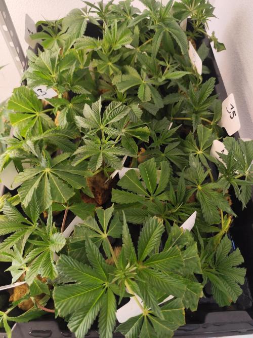 Phenohunting N1/2026 LCG x Vitamin Z. Week 9