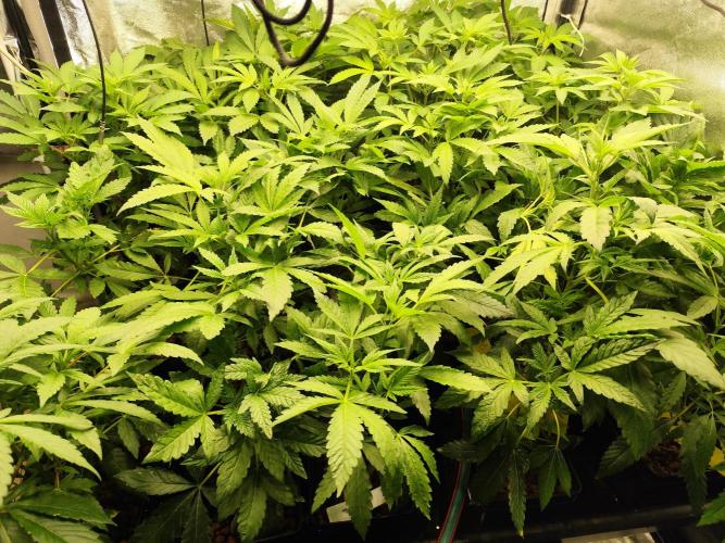 Phenohunting N1/2026 LCG x Vitamin Z. Week 10