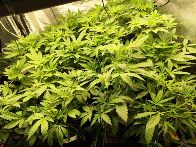 Phenohunting N1/2026 LCG x Vitamin Z. Week 10