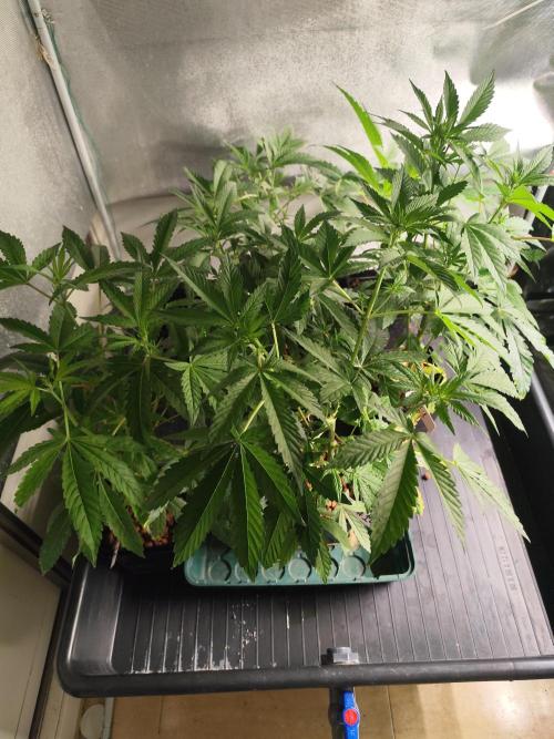 Phenohunting N1/2026 LCG x Vitamin Z. Week 10