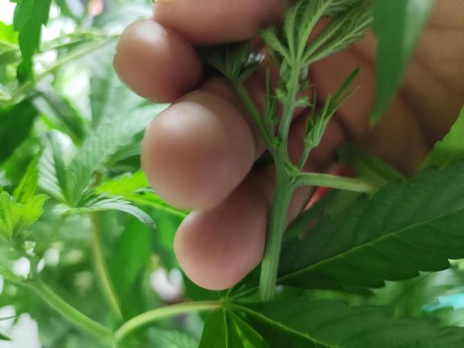 Phenohunting N1/2026 LCG x Vitamin Z. Week 10