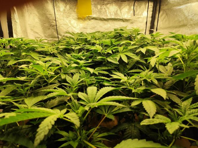 Phenohunting N1/2026 LCG x Vitamin Z. Week 10