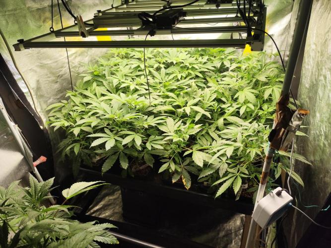 Phenohunting N1/2026 LCG x Vitamin Z. Week 10