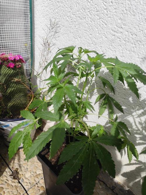 Phenohunting N1/2026 LCG x Vitamin Z. Week 10