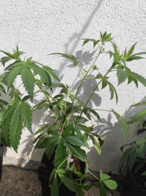 Phenohunting N1/2026 LCG x Vitamin Z. Week 10