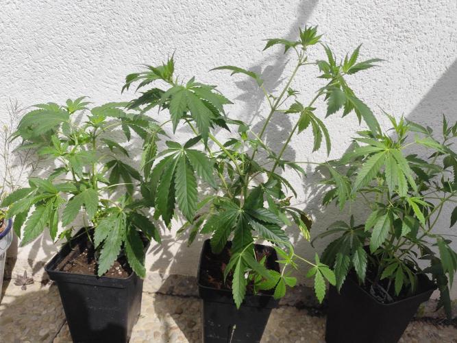 Phenohunting N1/2026 LCG x Vitamin Z. Week 10