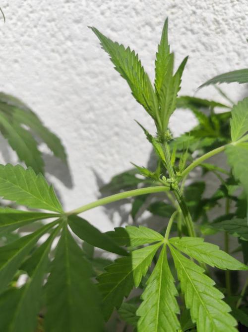 Phenohunting N1/2026 LCG x Vitamin Z. Week 10