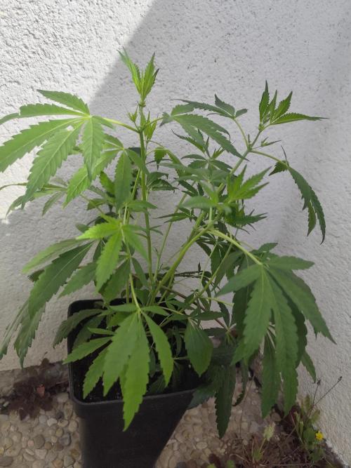 Phenohunting N1/2026 LCG x Vitamin Z. Week 10