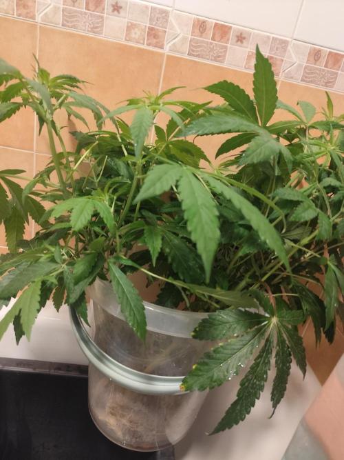 Phenohunting N1/2026 LCG x Vitamin Z. Week 10