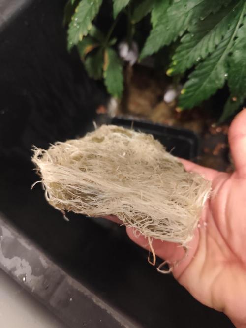 Phenohunting N1/2026 LCG x Vitamin Z. Week 10