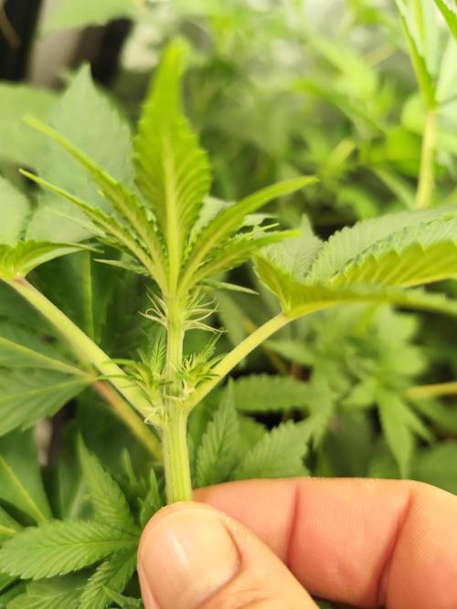 Phenohunting N1/2026 LCG x Vitamin Z. Week 10