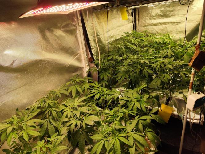 Phenohunting N1/2026 LCG x Vitamin Z. Week 10