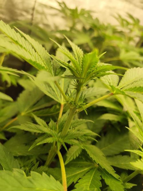 Phenohunting N1/2026 LCG x Vitamin Z. Week 10